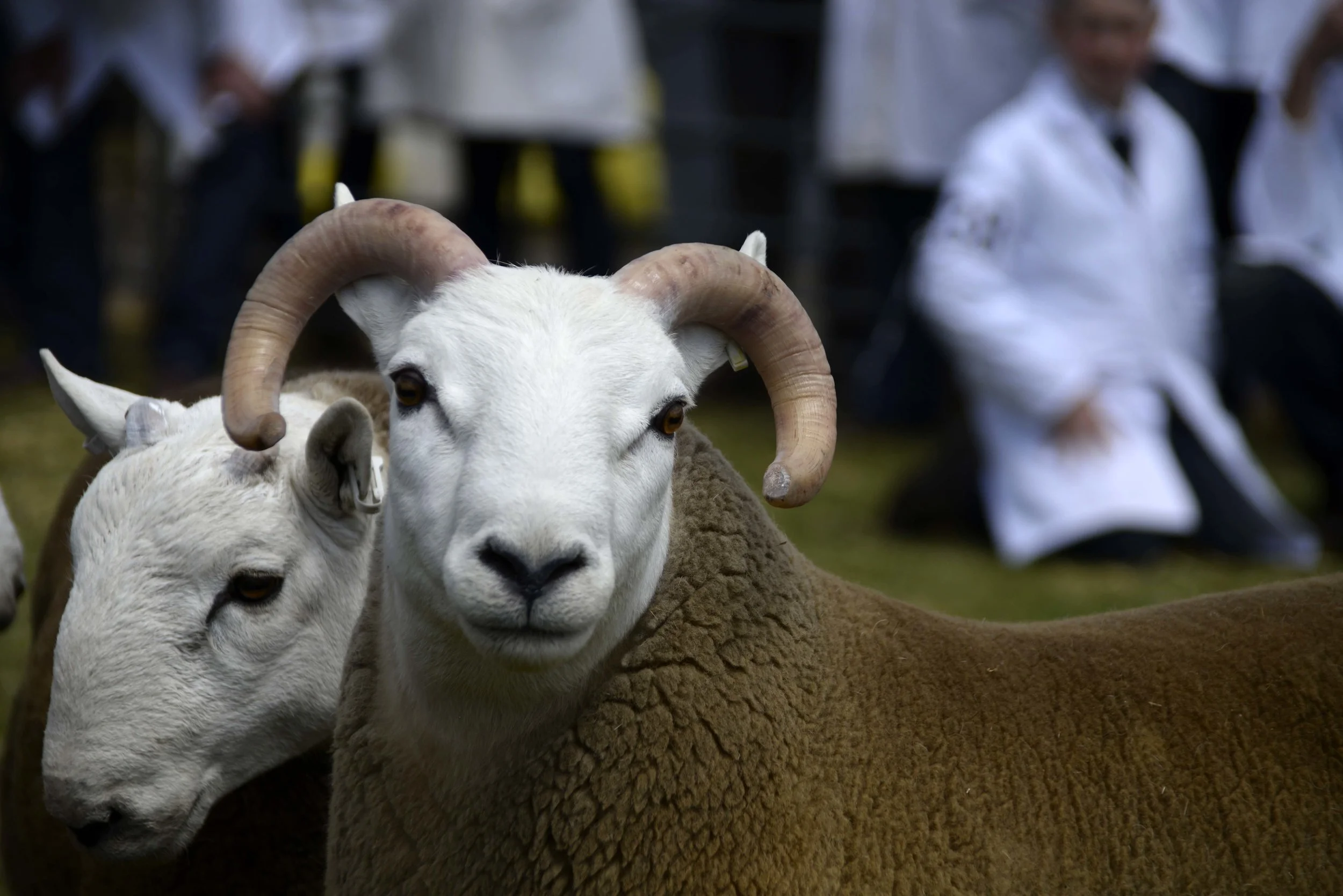 ram.jpg
