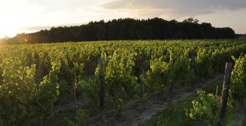 One of Hermann J. Wiemer's Vineyards