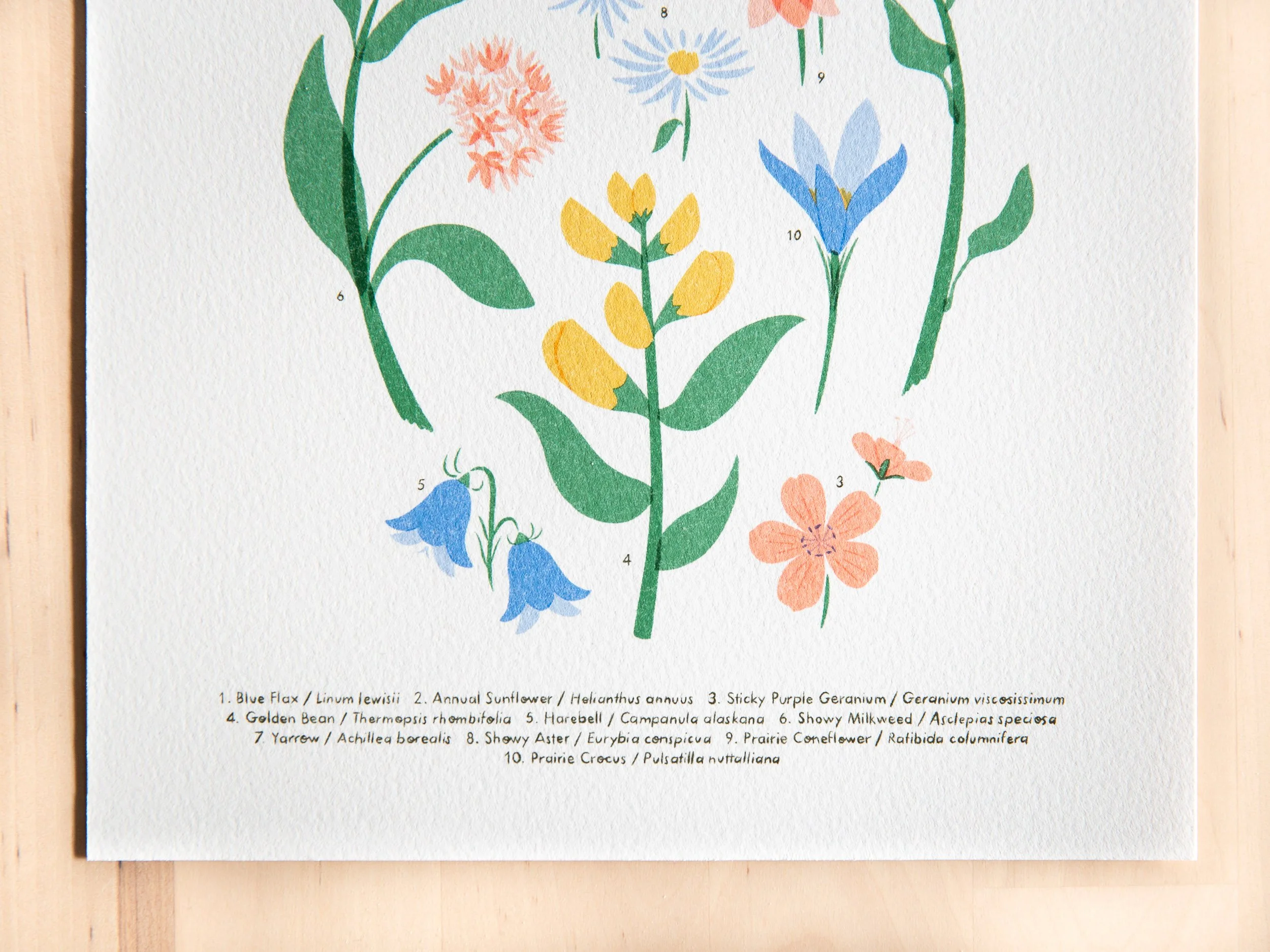 Wildflowers-New-1.jpg