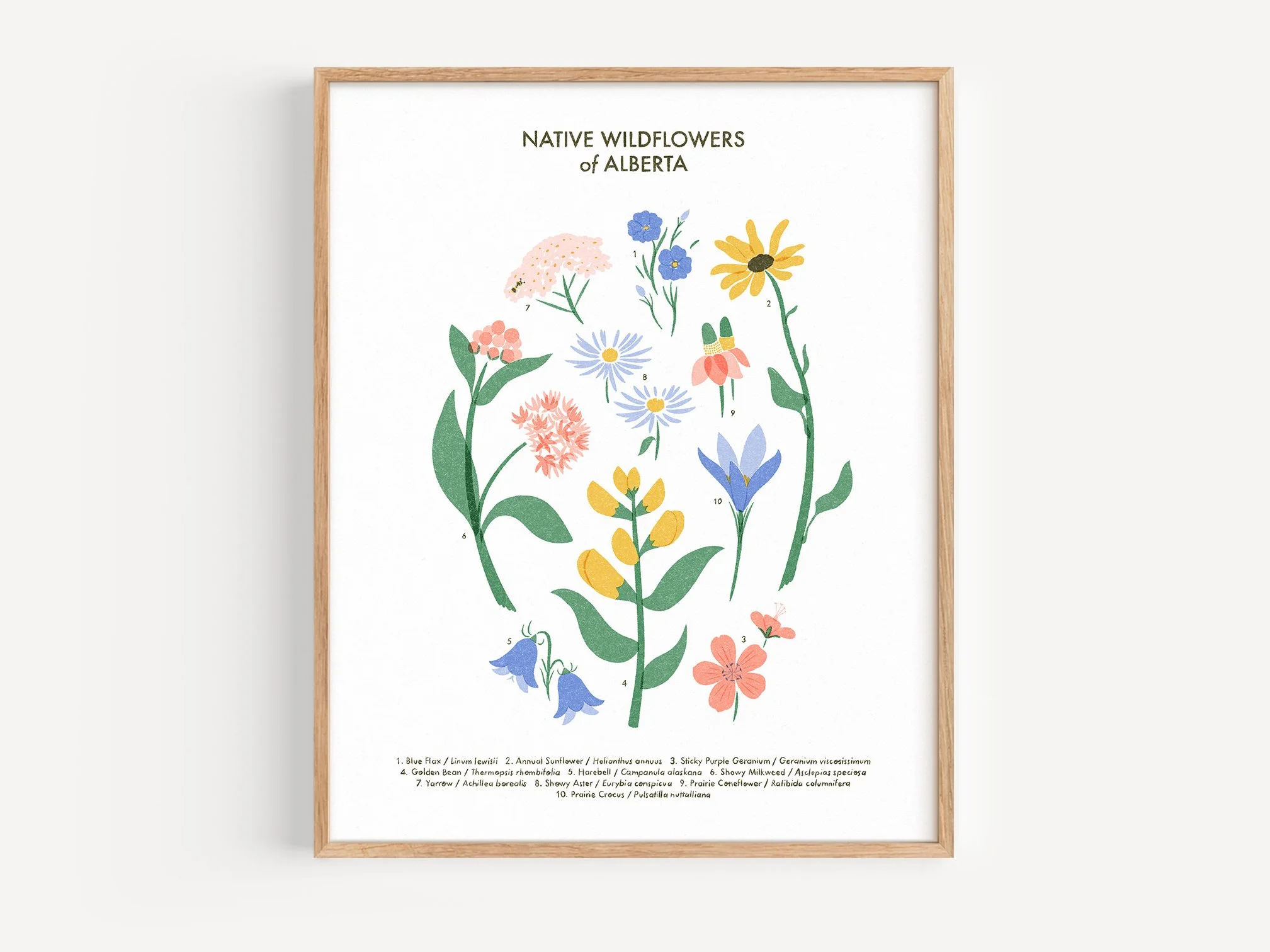 Wildflowers of Alberta | Print