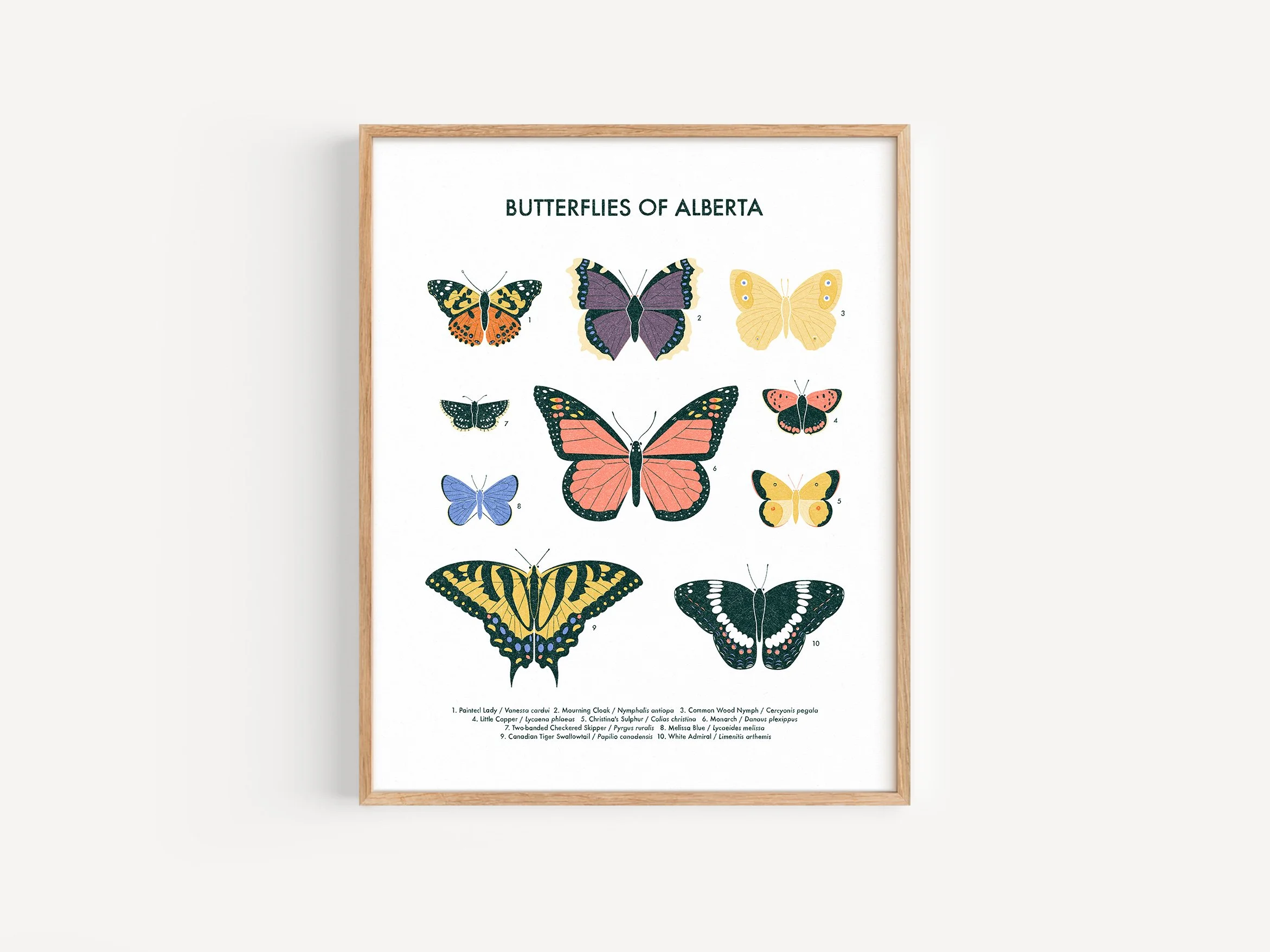Butterflies-Frame.jpg