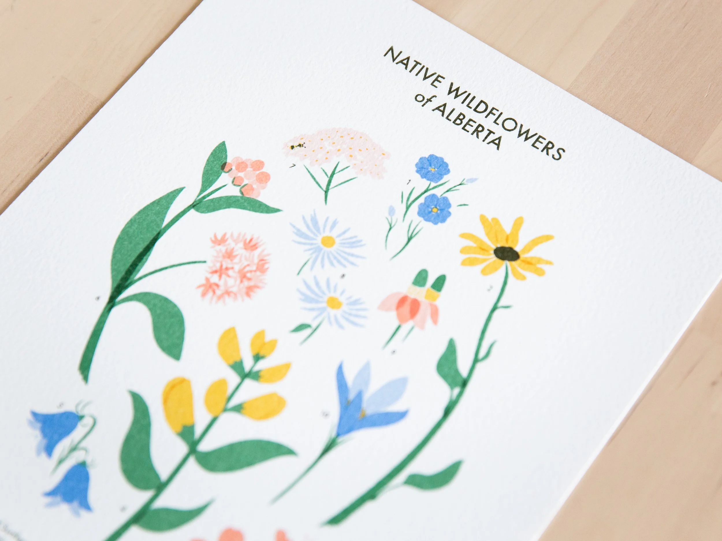 Wildflowers-1.jpg
