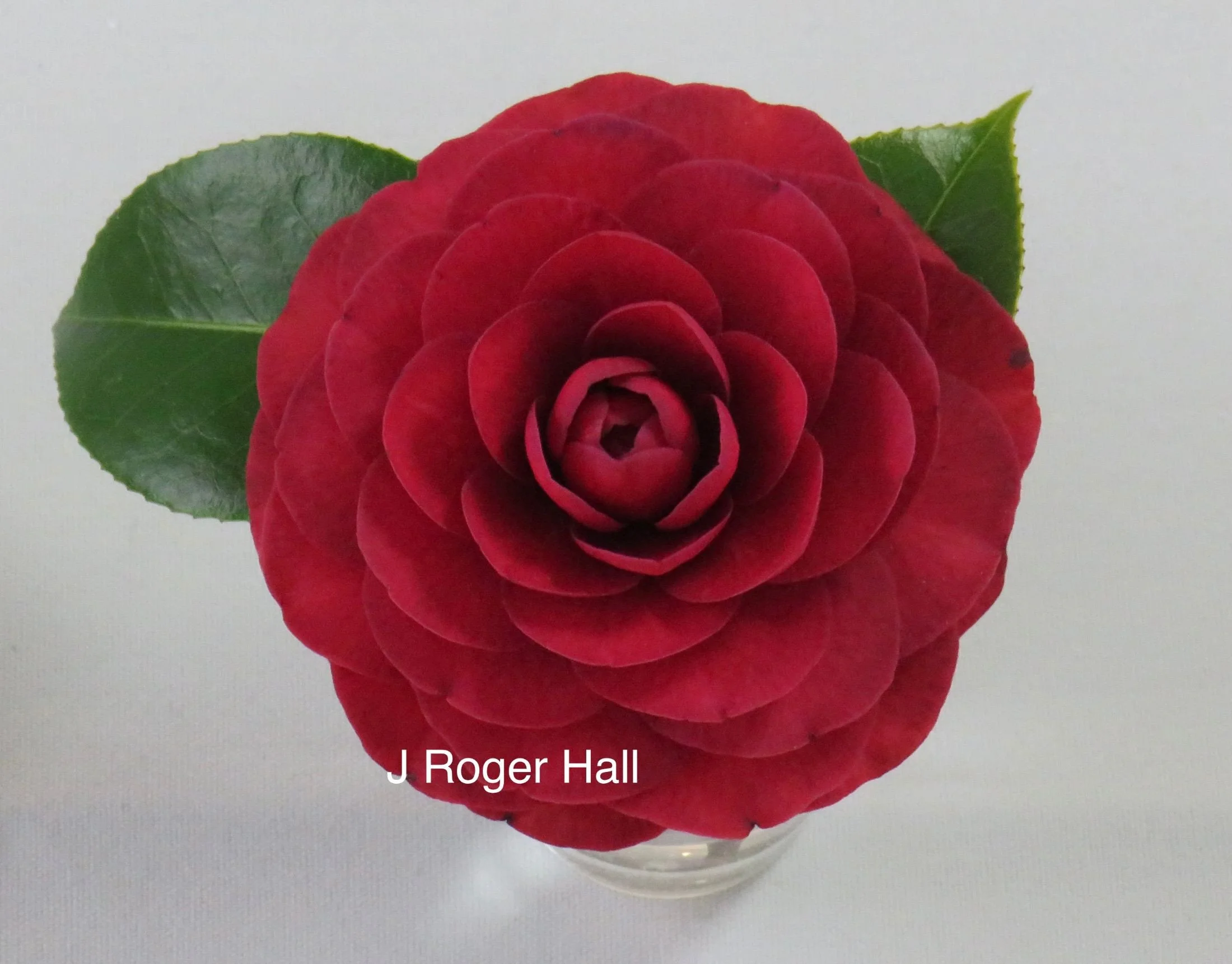 New Zealand National Camellia Show and Convention 2022