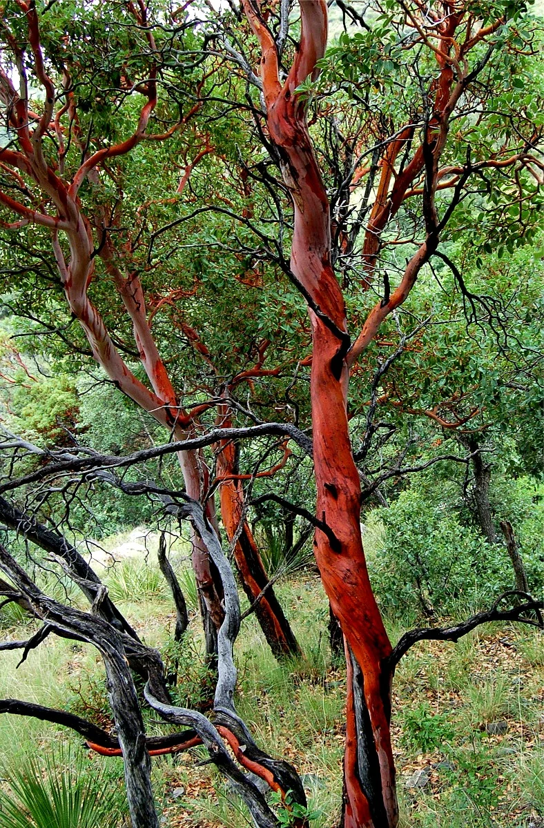 madrone-tree.jpg
