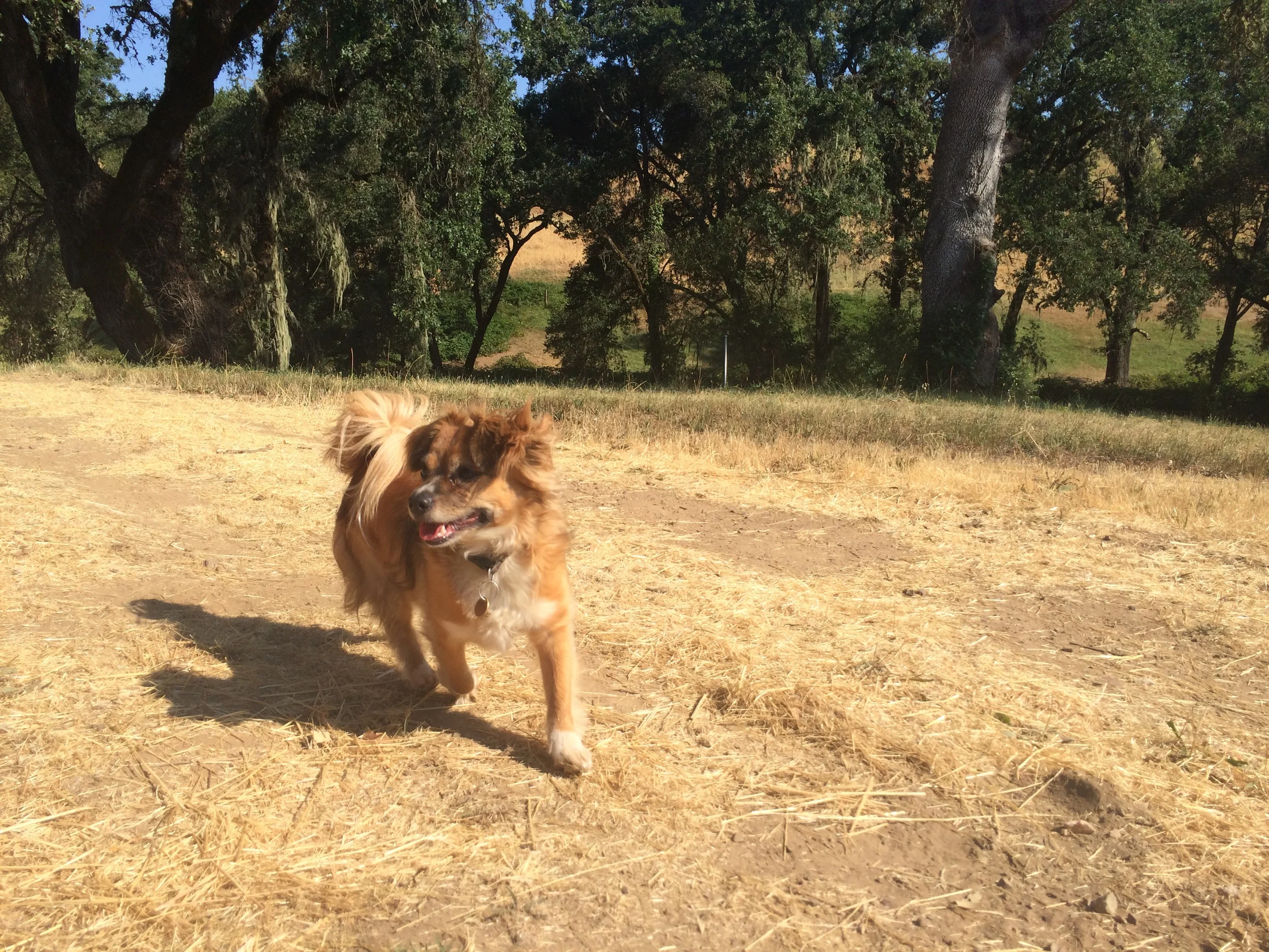 Dashel, Kate's lovable dog, running around the ranch. 