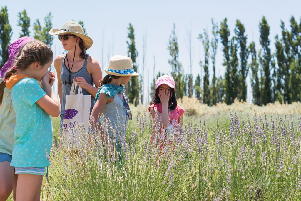 S1D4 2015 lavender.jpg