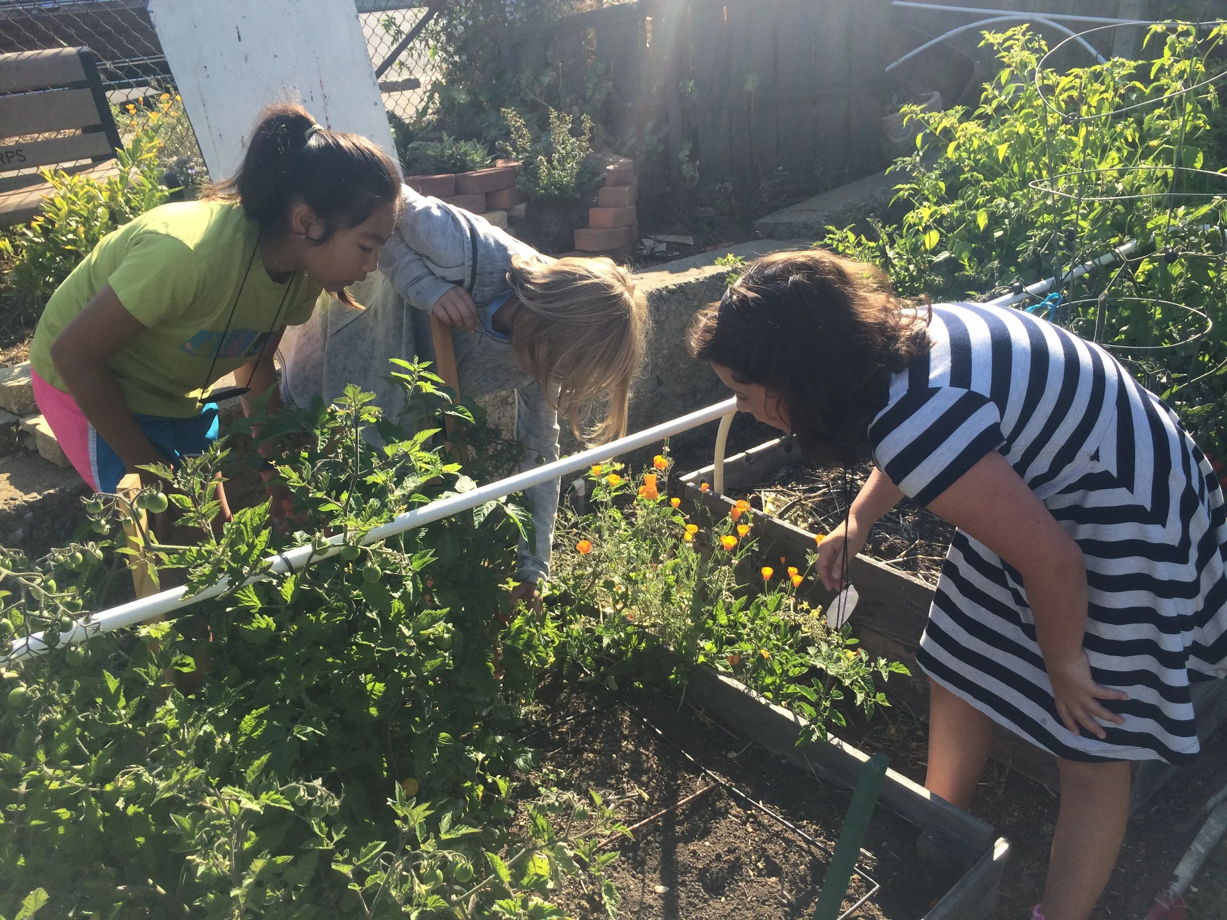S4D2 2015 sunlight harvest.jpg