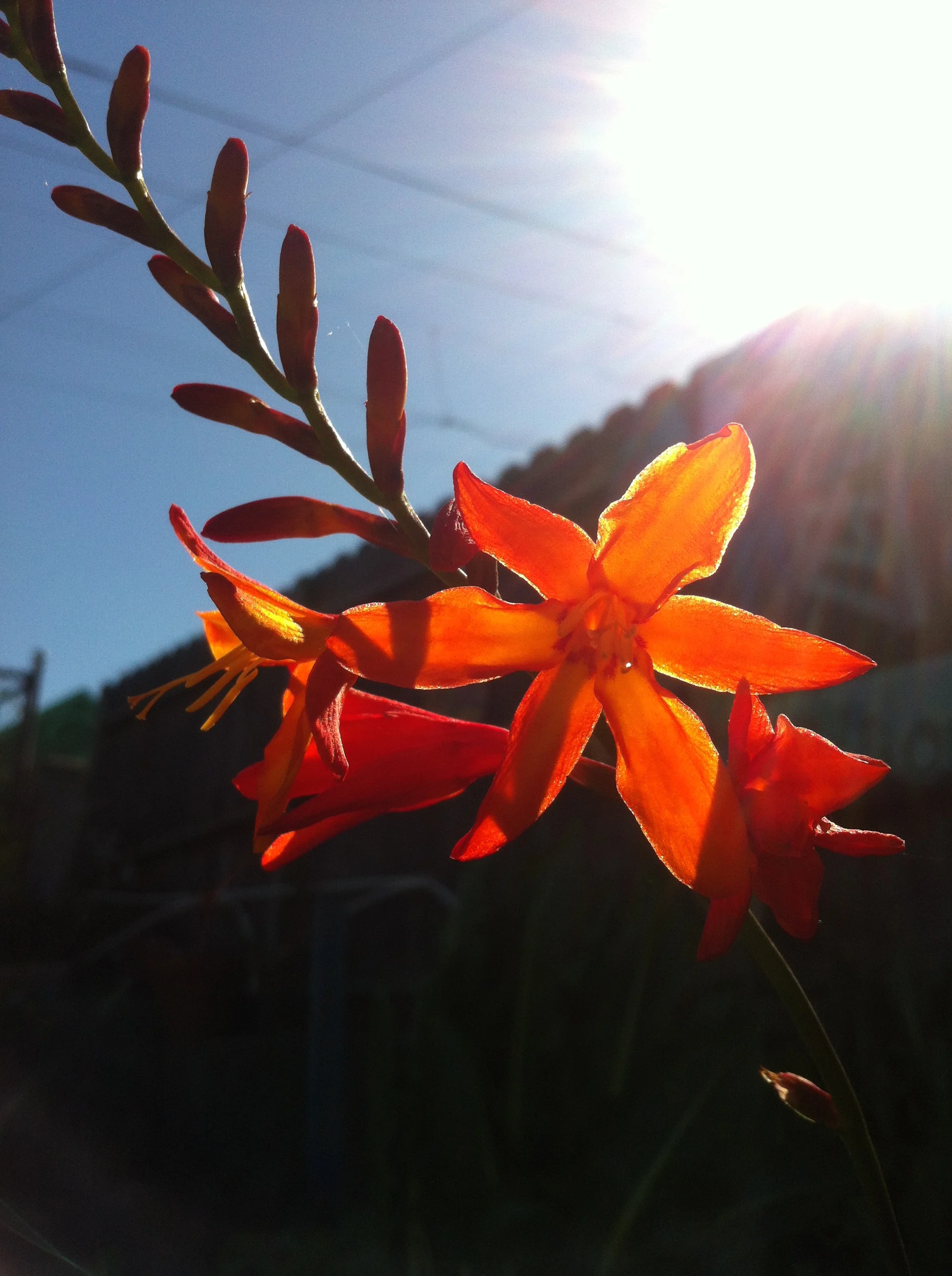 S4D3 2015 orange flowers.jpg