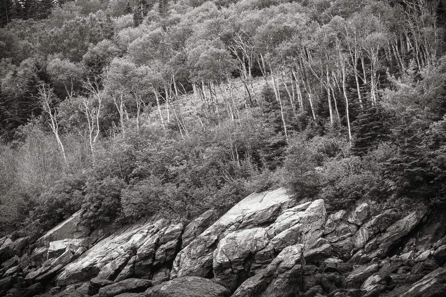 Cliff Trees 1_.jpg