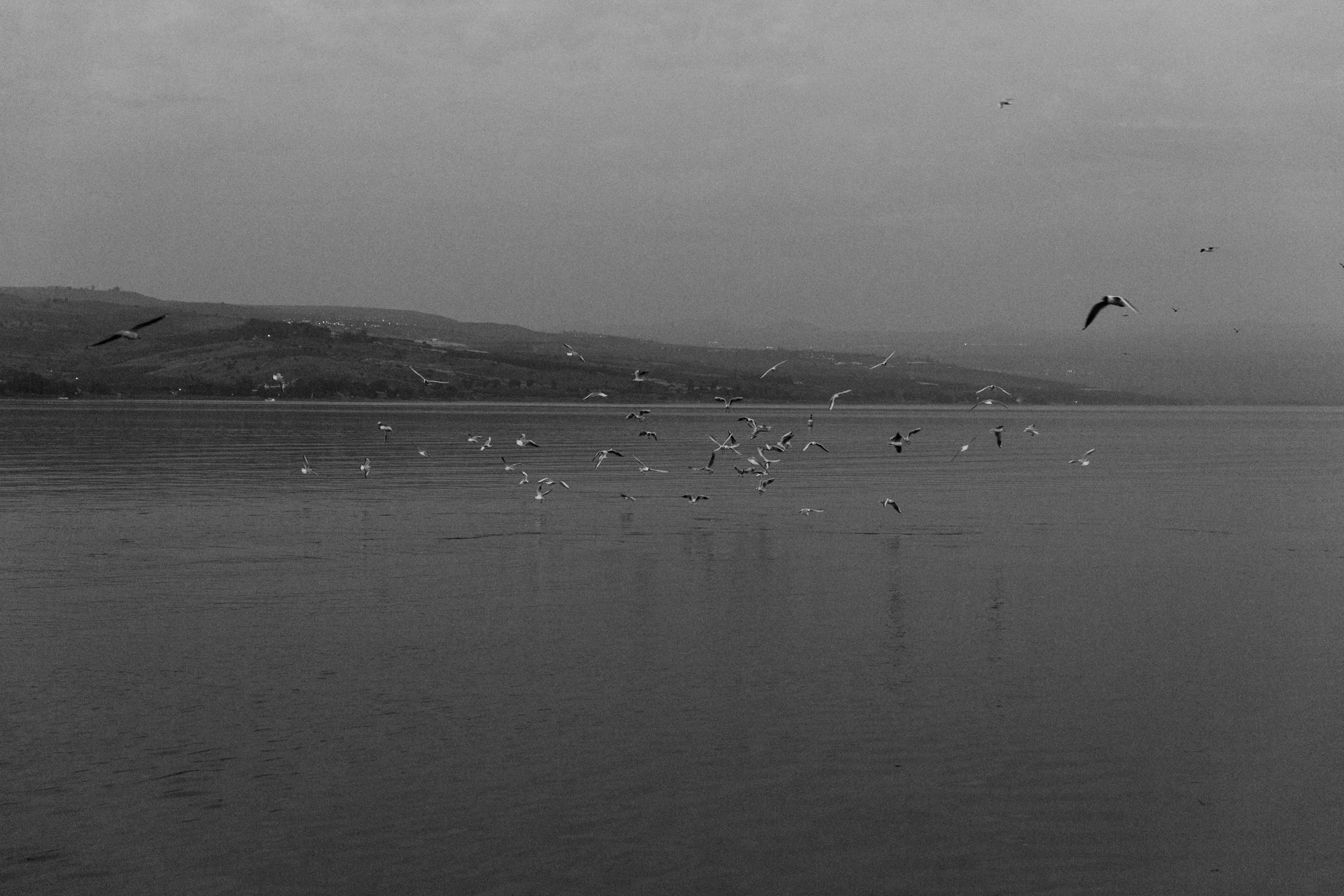 sea of galilee, israel. israel collective