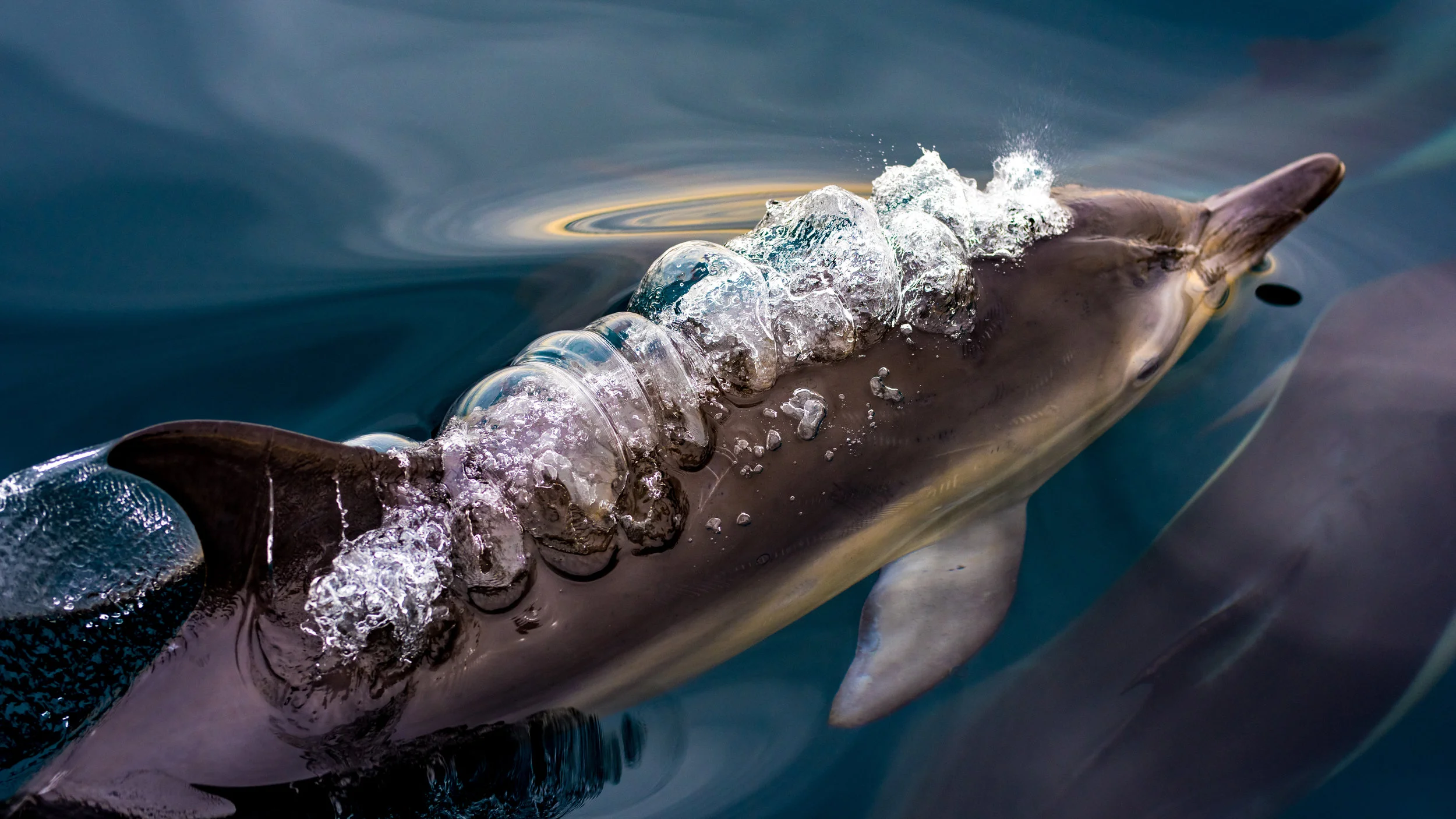 Blow Hole Bubbles