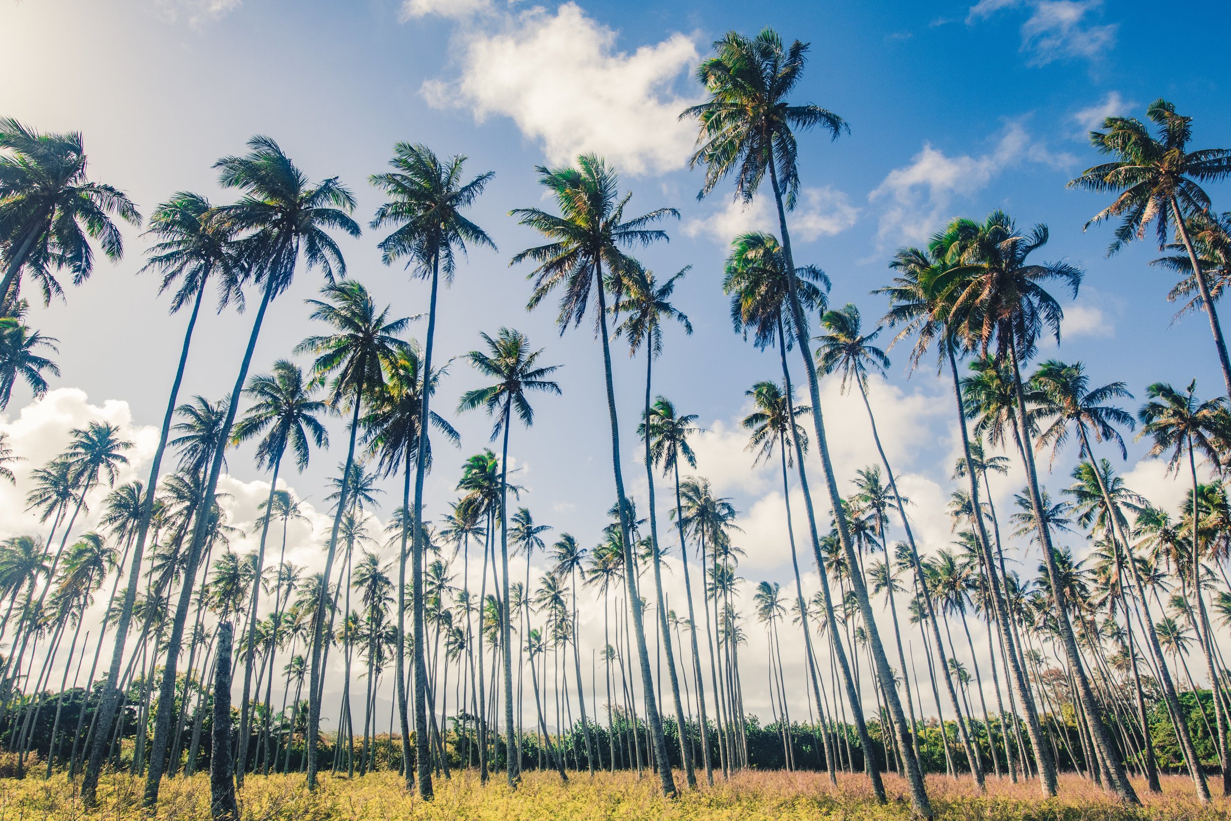 kauai palm 2.jpg