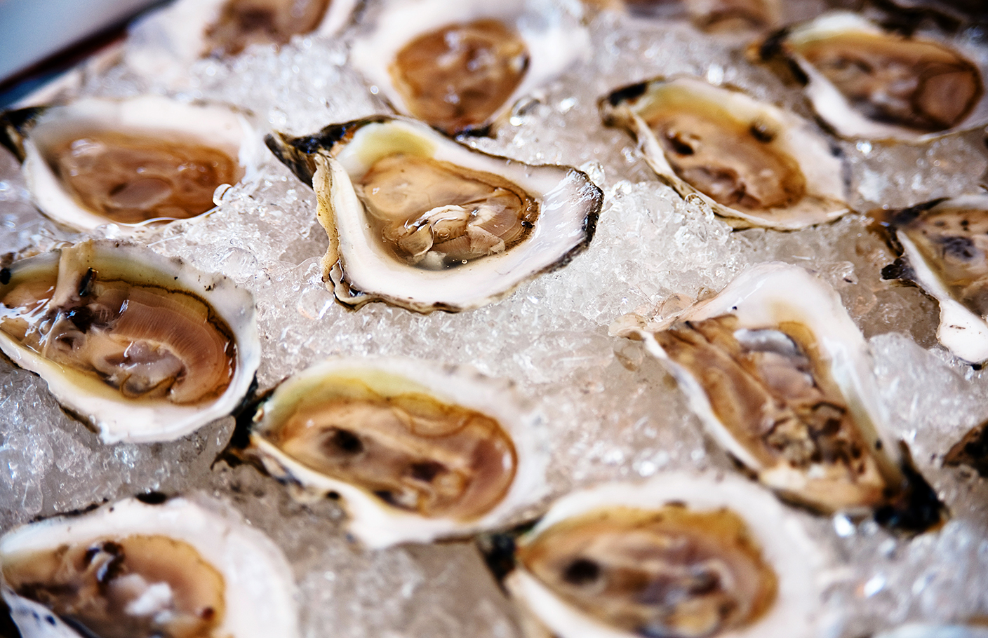 oysters_on_ice_16x20.jpg