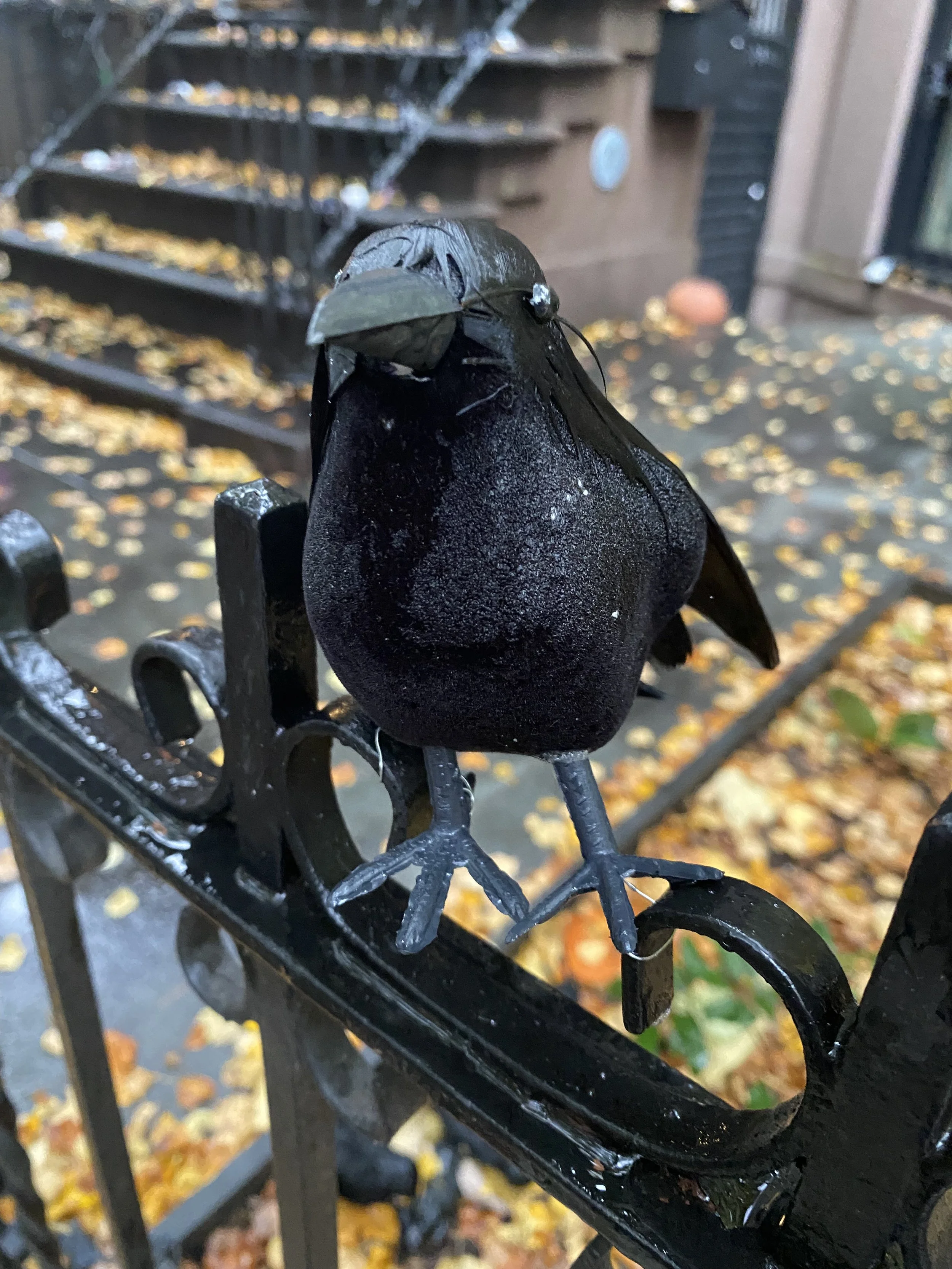 IMG_8742.jpeg