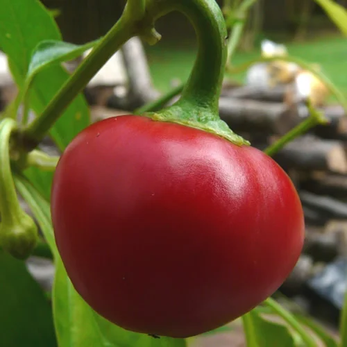 Cherry Pepper.jpg