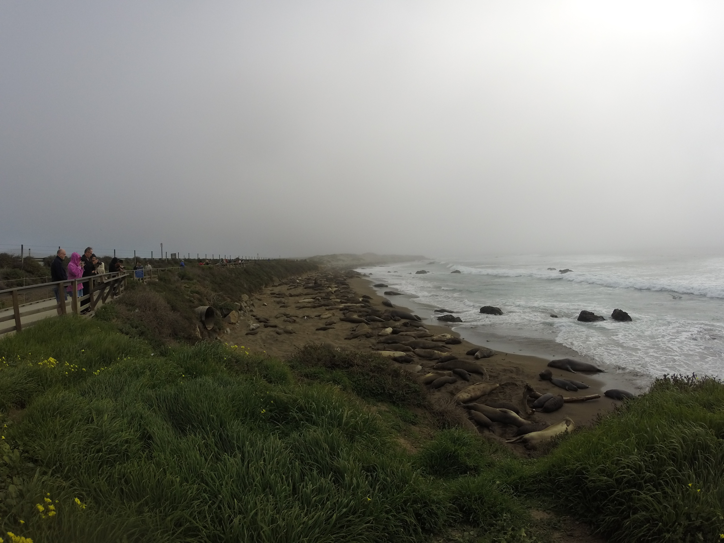 Elephant seals are a very interesting thing!