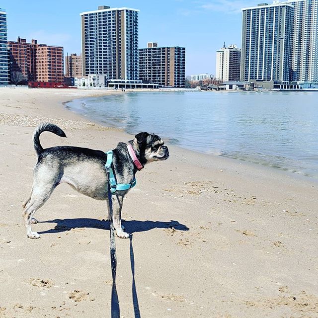 #Toast #Beach #Chicago #Pug