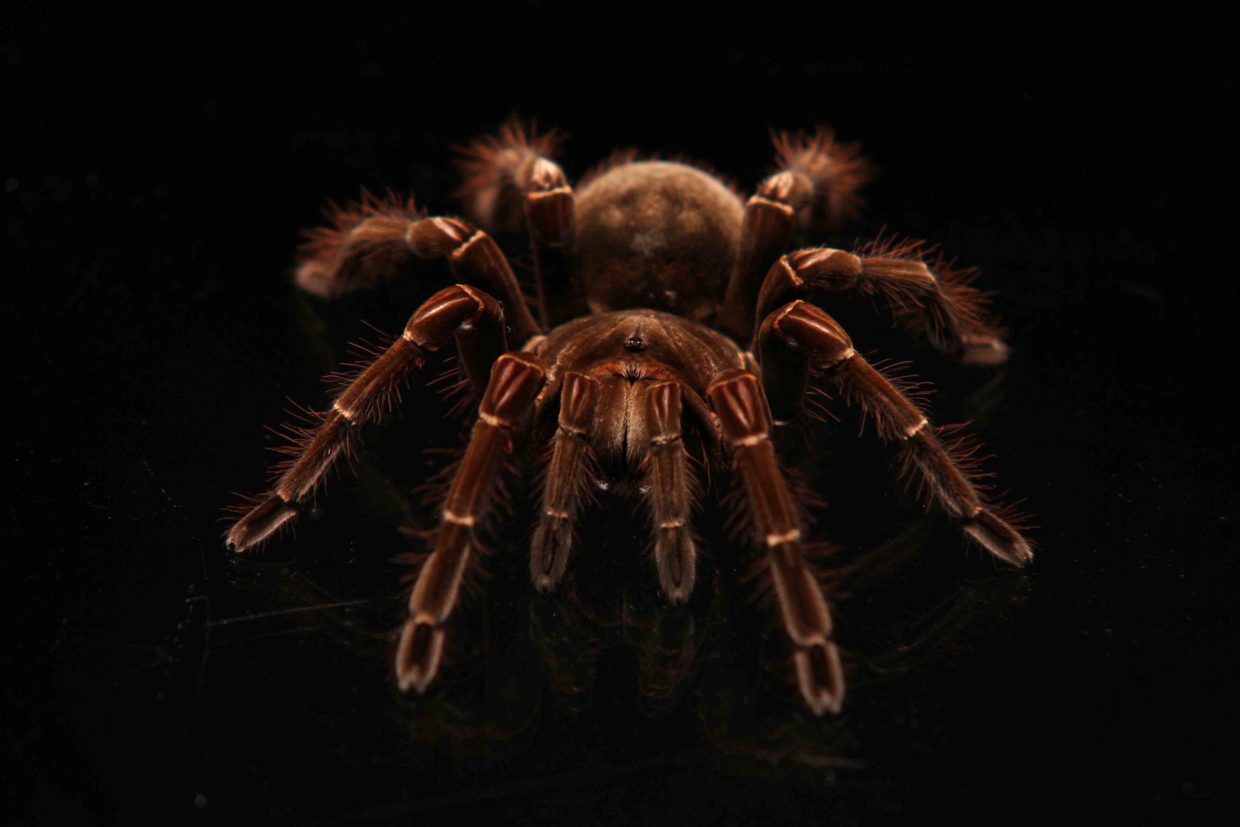 THE REEL OF HORROR - BIG SPIDER.jpg