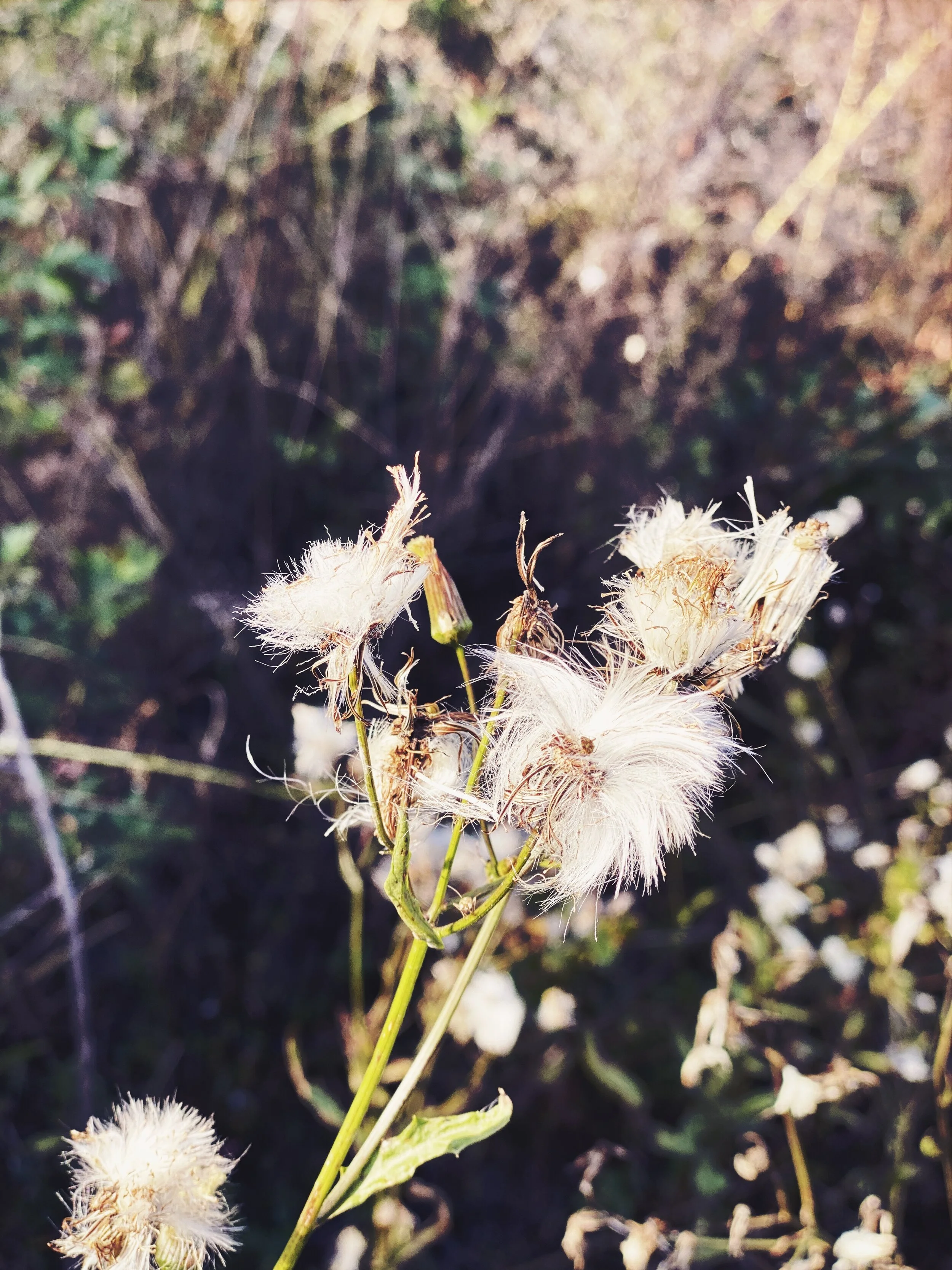 JPEG image-A970B14814F7-1.jpeg
