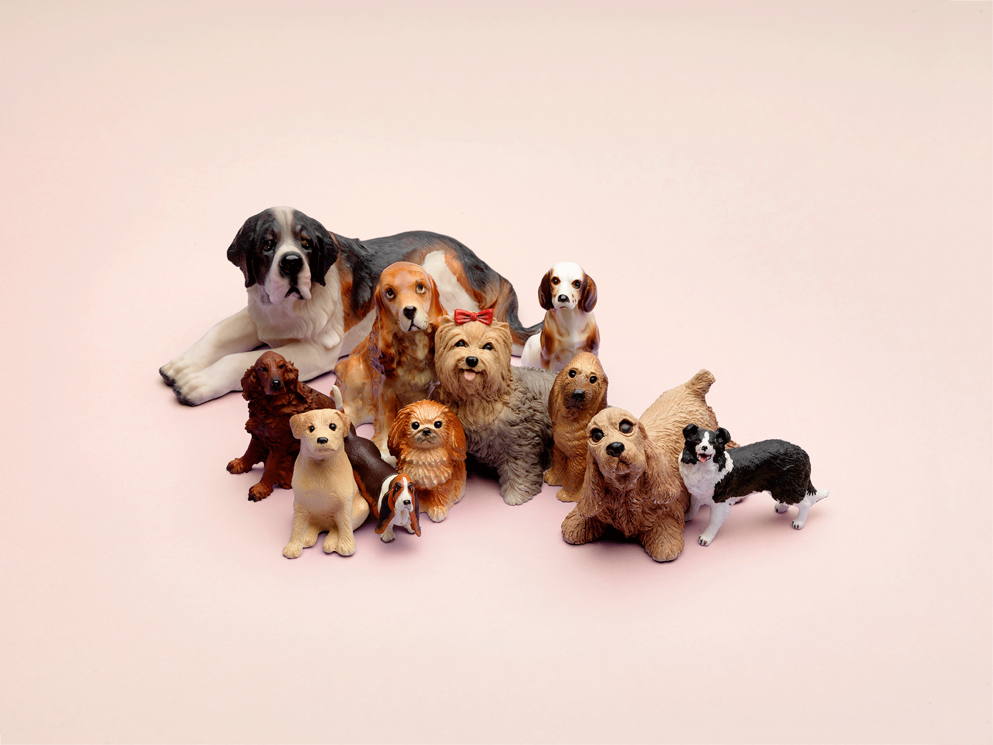 Portfolio_Dogs.gif