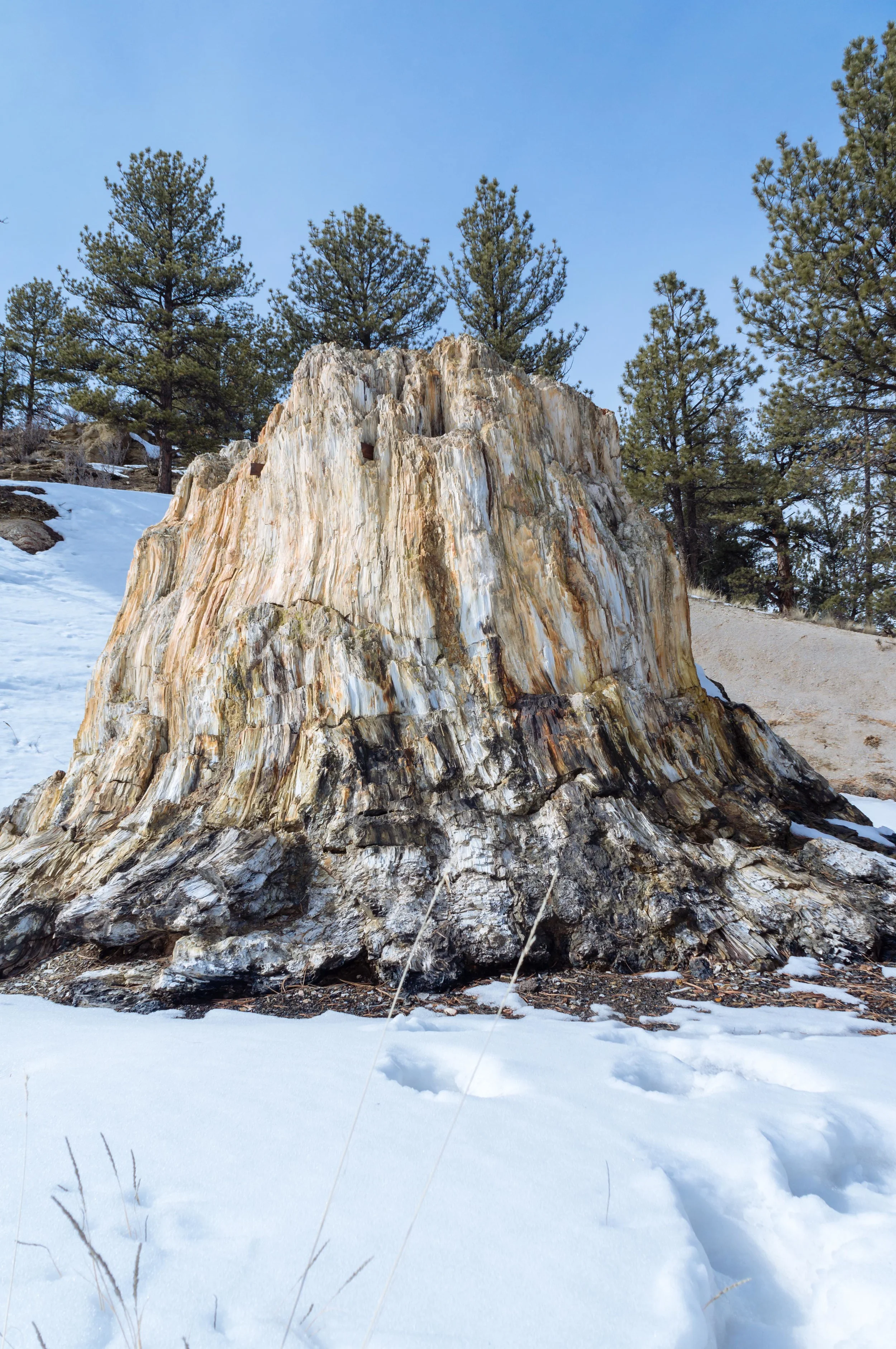 FlorissantFossilBedsWeb-7.jpg