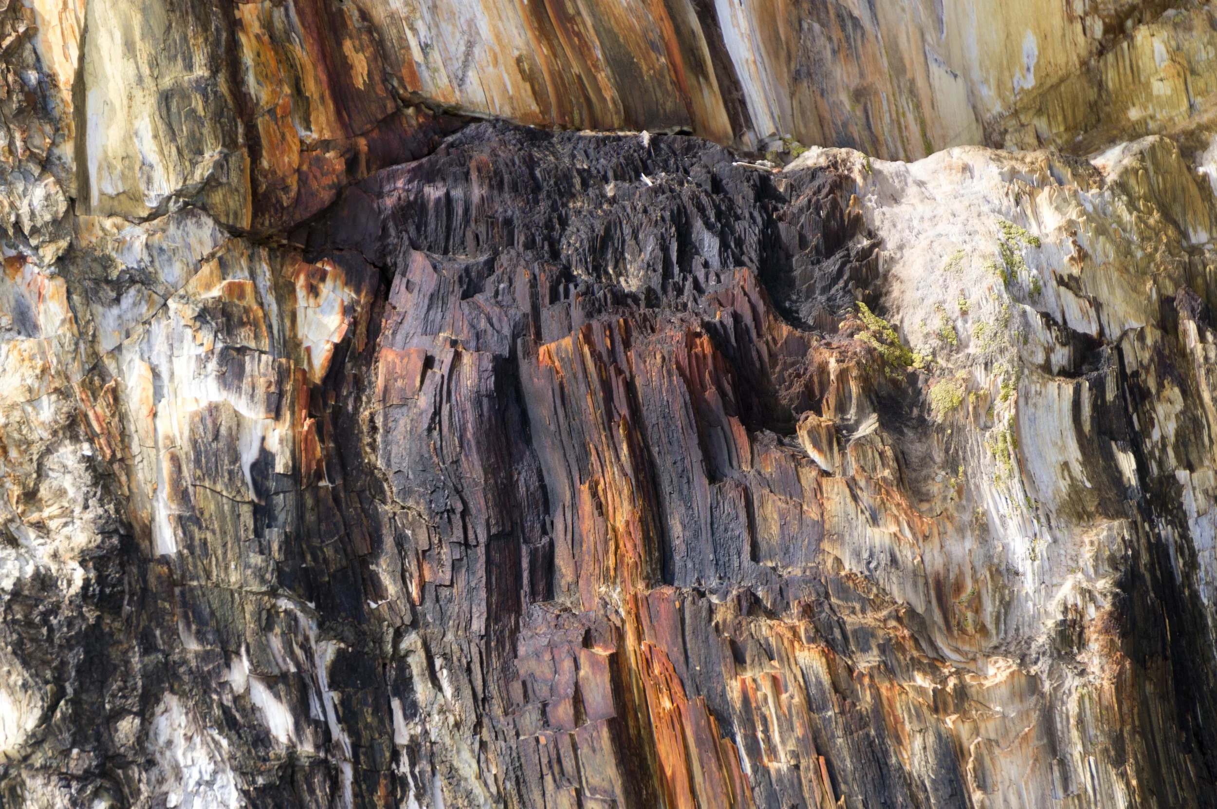 FlorissantFossilBedsWeb-15.jpg