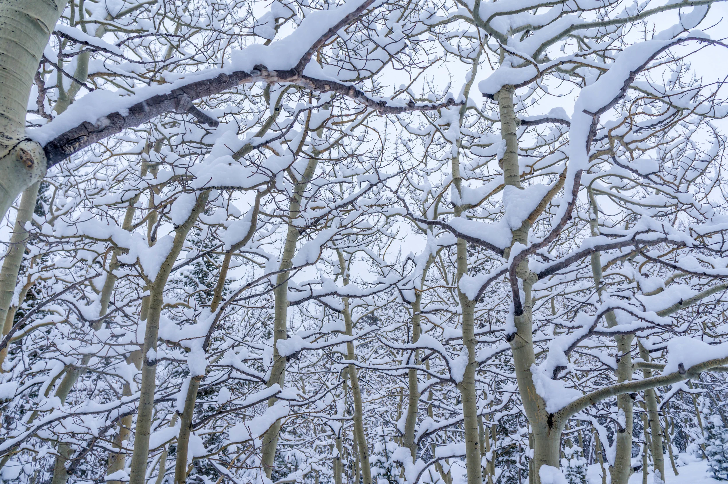 AlbertaFallsWinter-2.jpg