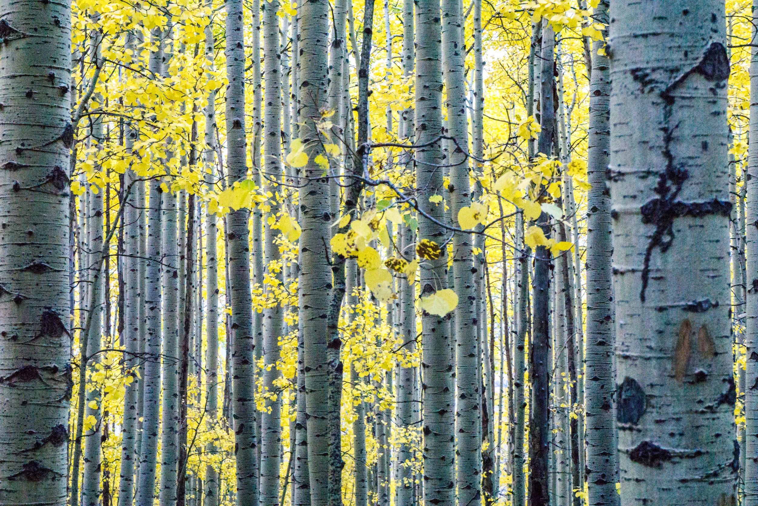 Kenosha Pass Fall 2014