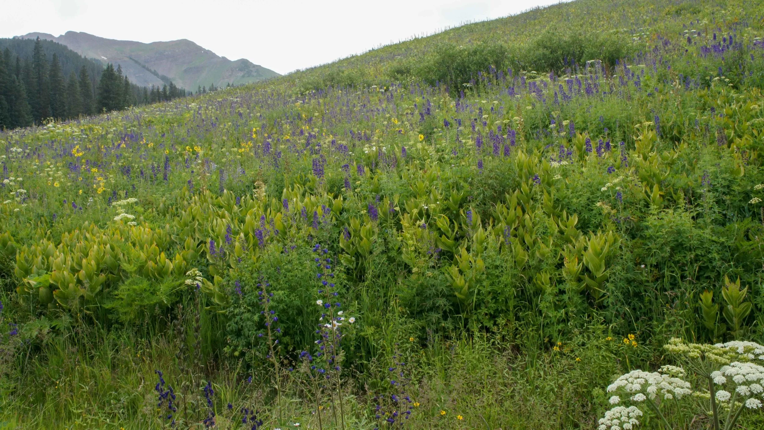 WashingtonGulch8.jpg
