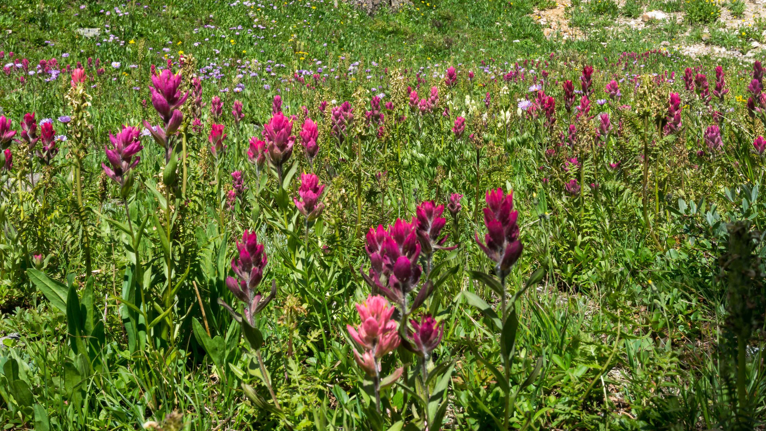 Indian Paintbrushes