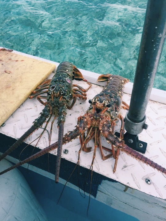 Lobster courtesy of Jordan's spearfishing skills