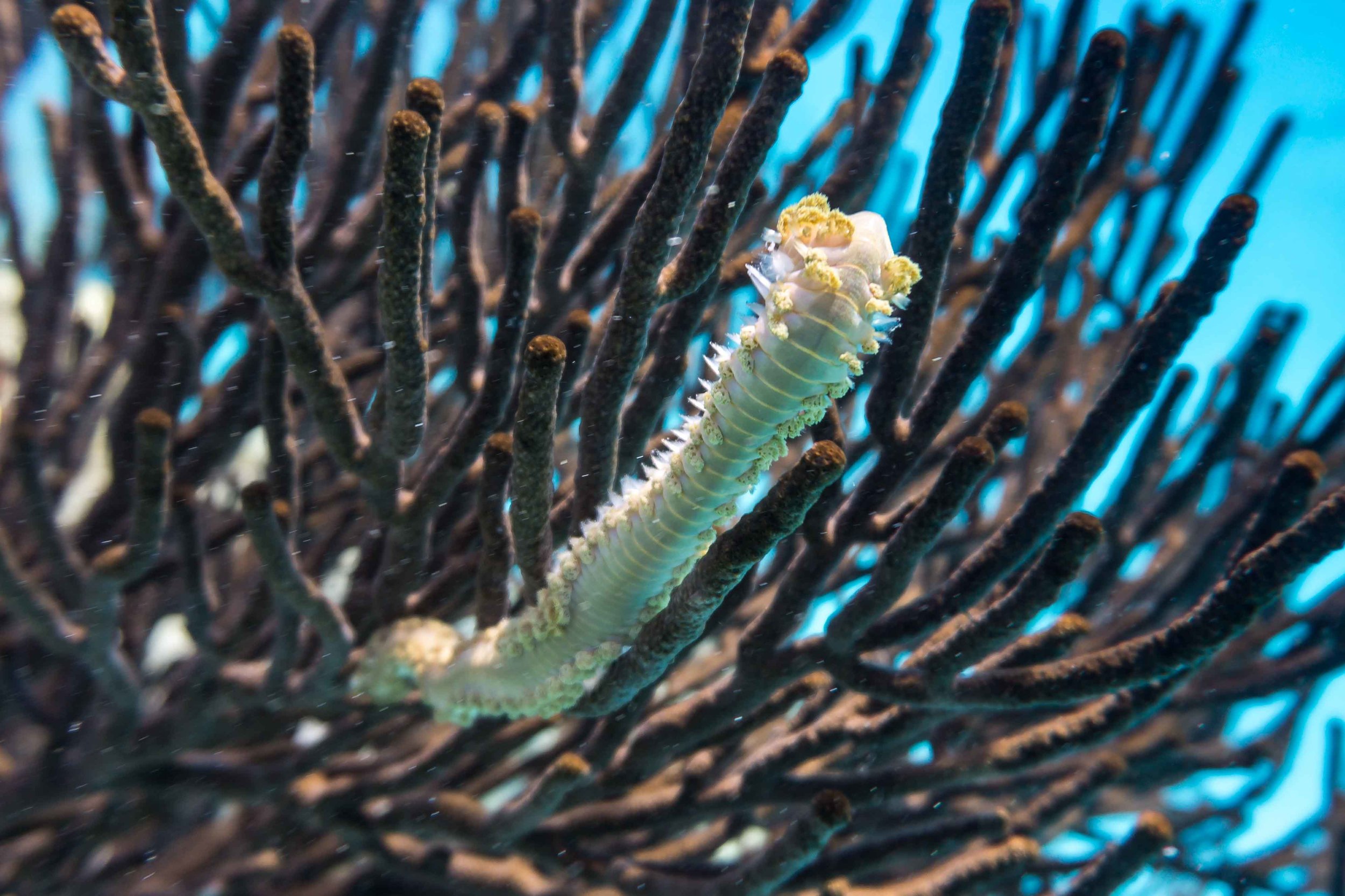 Fireworm!