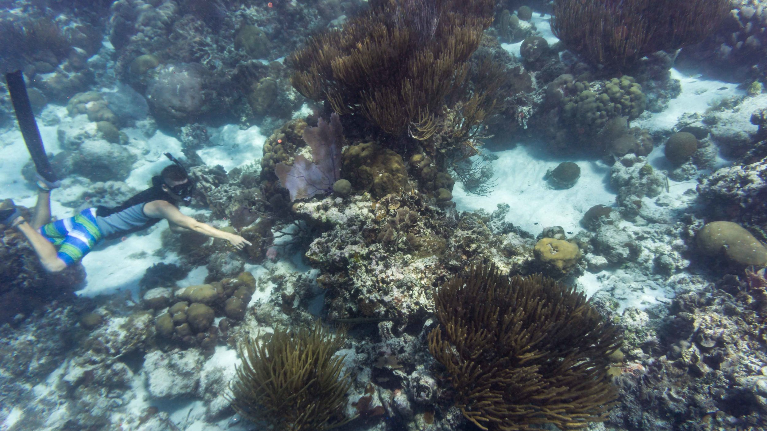 Our guide, Lody, diving to point out the fireworm