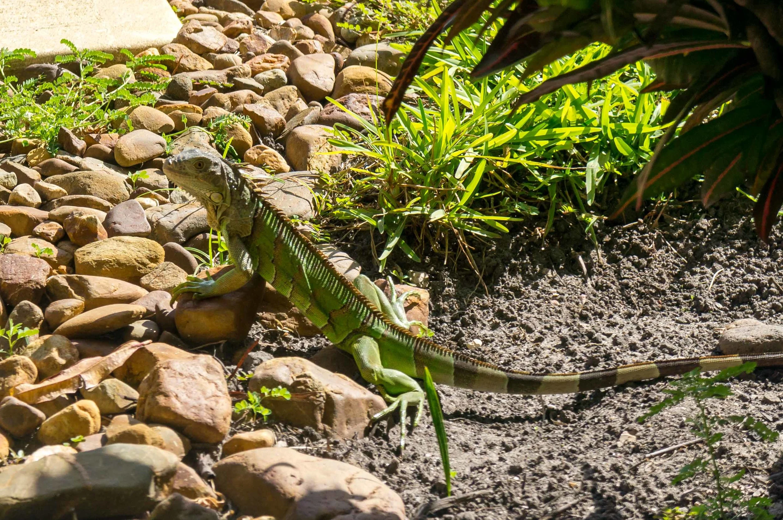 Catching sun with the Iguanas