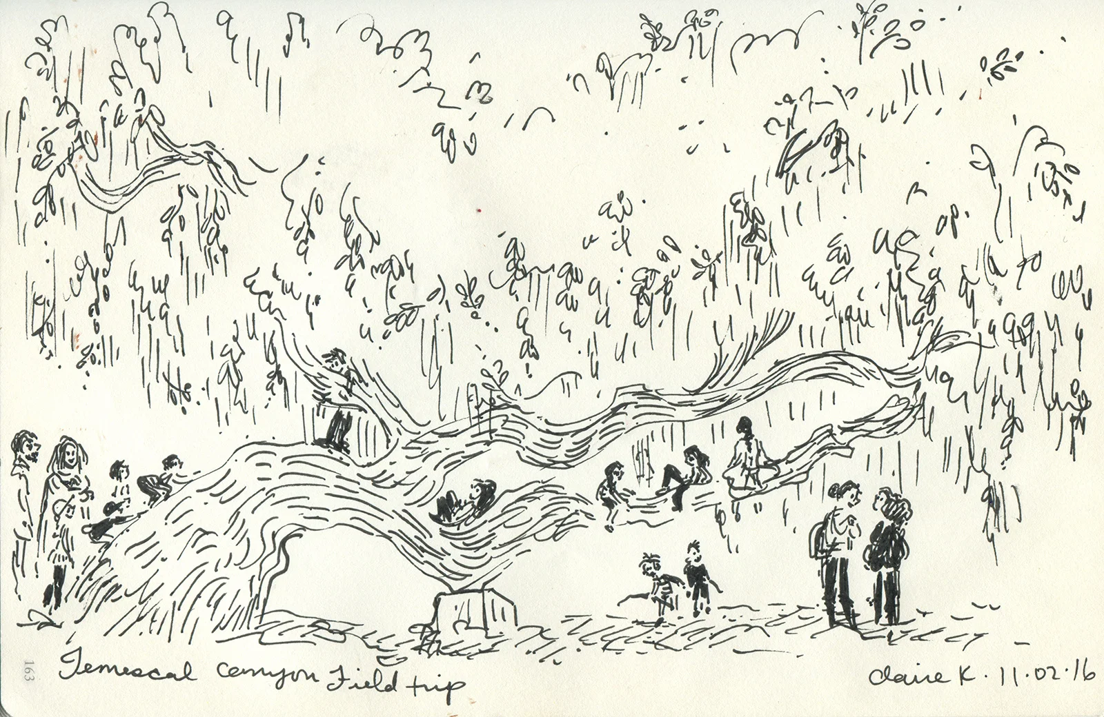 OCS tree.jpg