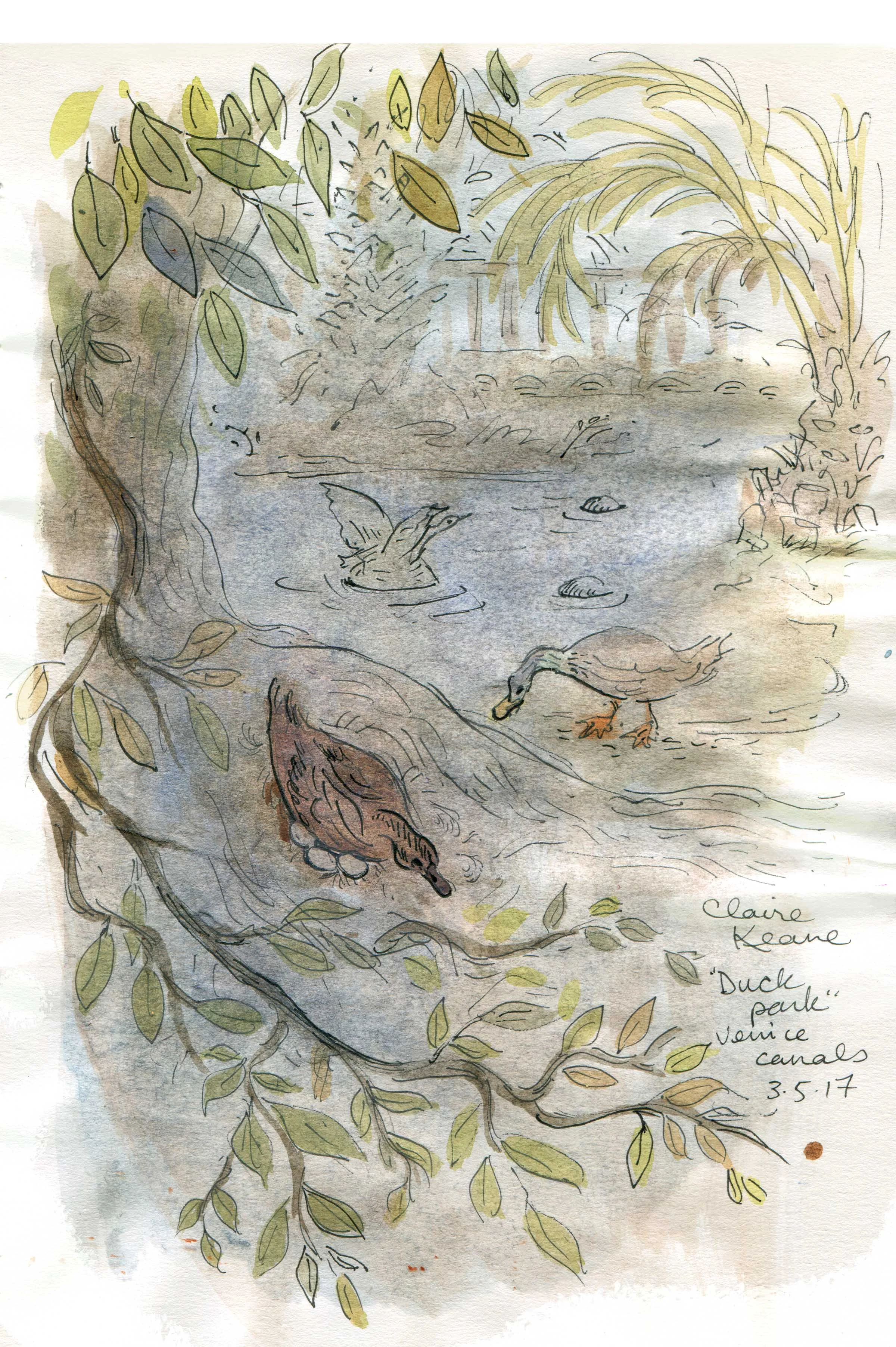 ducks.jpg