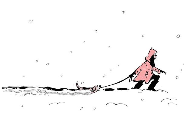This week has been a snowy one in lake Arrowhead. This one&rsquo;s for my stubby legged friends ❤️ #bassethoundlove