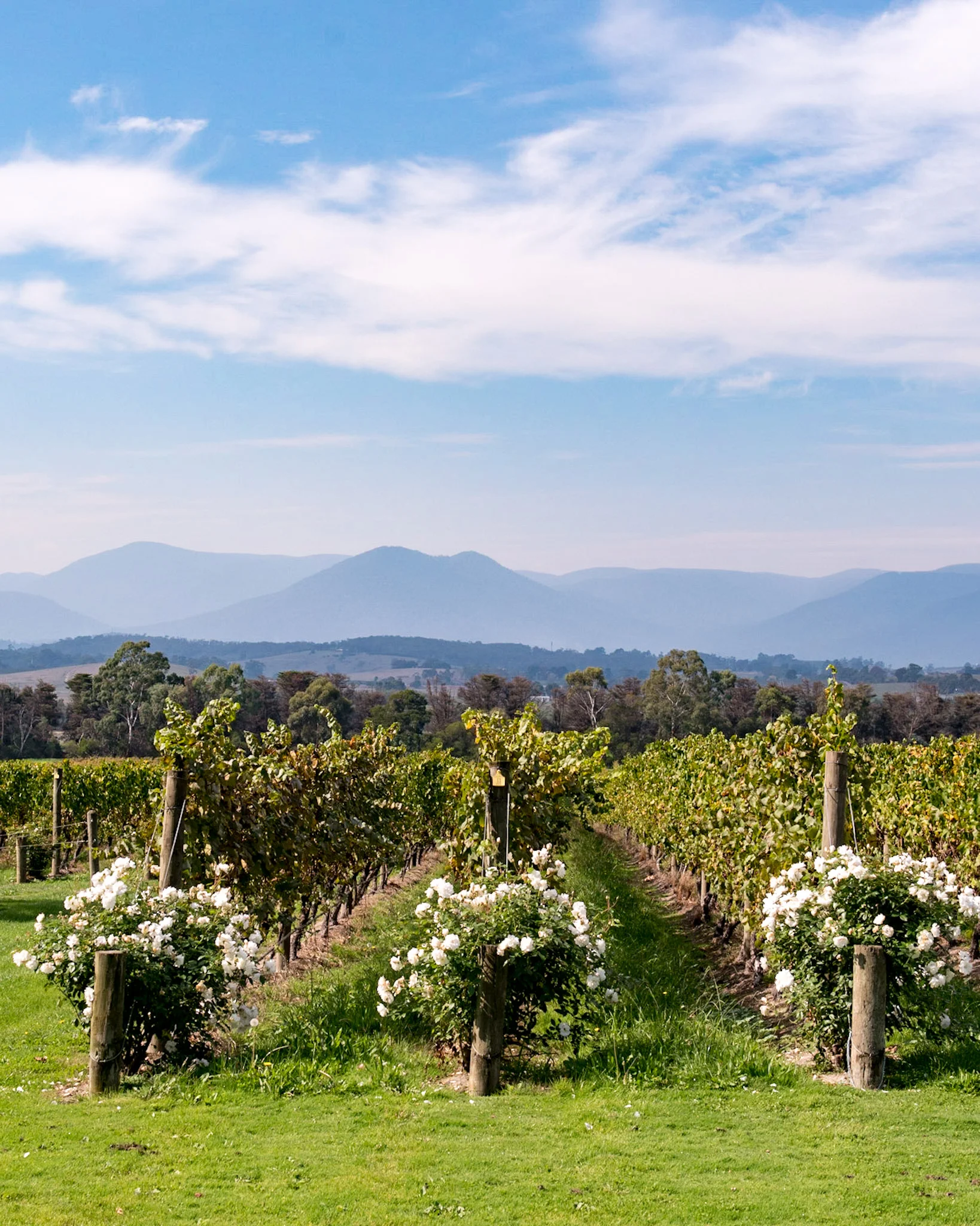 Vineyards - Domaine Chandon Yarra Valley - Melbourne, Australia