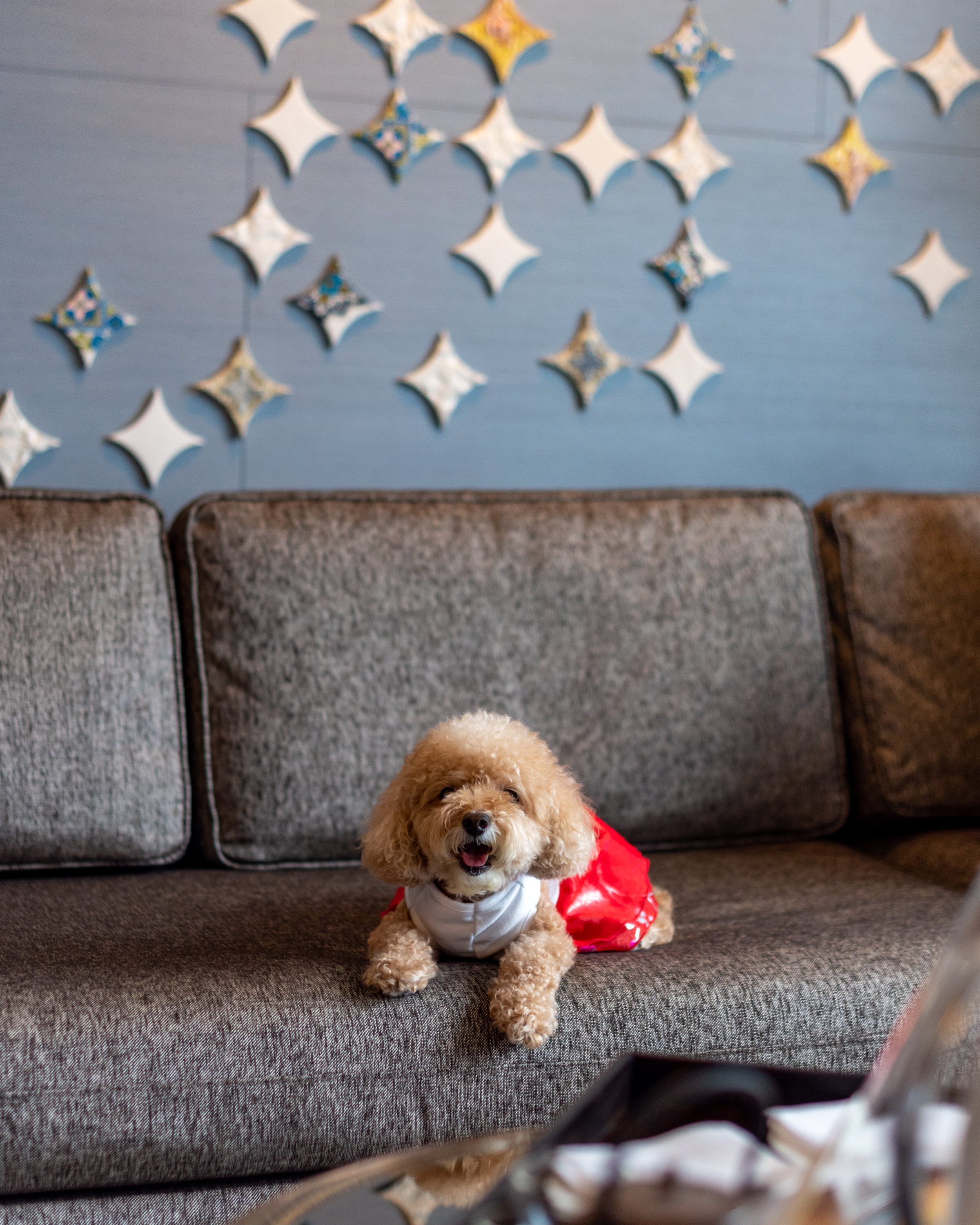 Pet-friendly Hotel One Bedroom Suite - Four Seasons Hotel Singapore