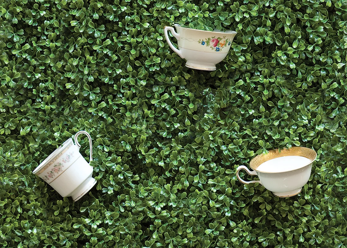 cups hedge.jpg