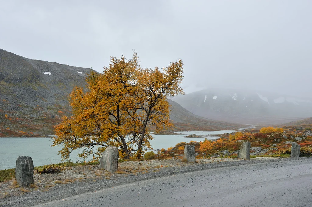 Strynefjellsvegen, September 16th. Photo by Jarle Wæhler / Statens Vegvesen.