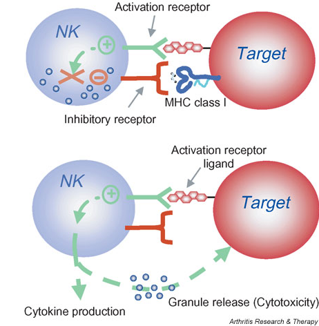 nk cells.jpg