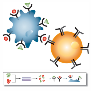 immunology.jpg