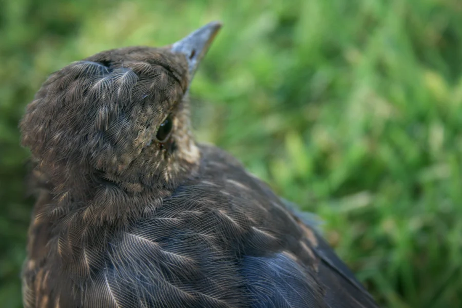 brown_bird.jpg