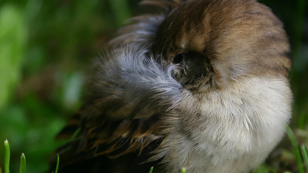BIRD_HIDING.jpg