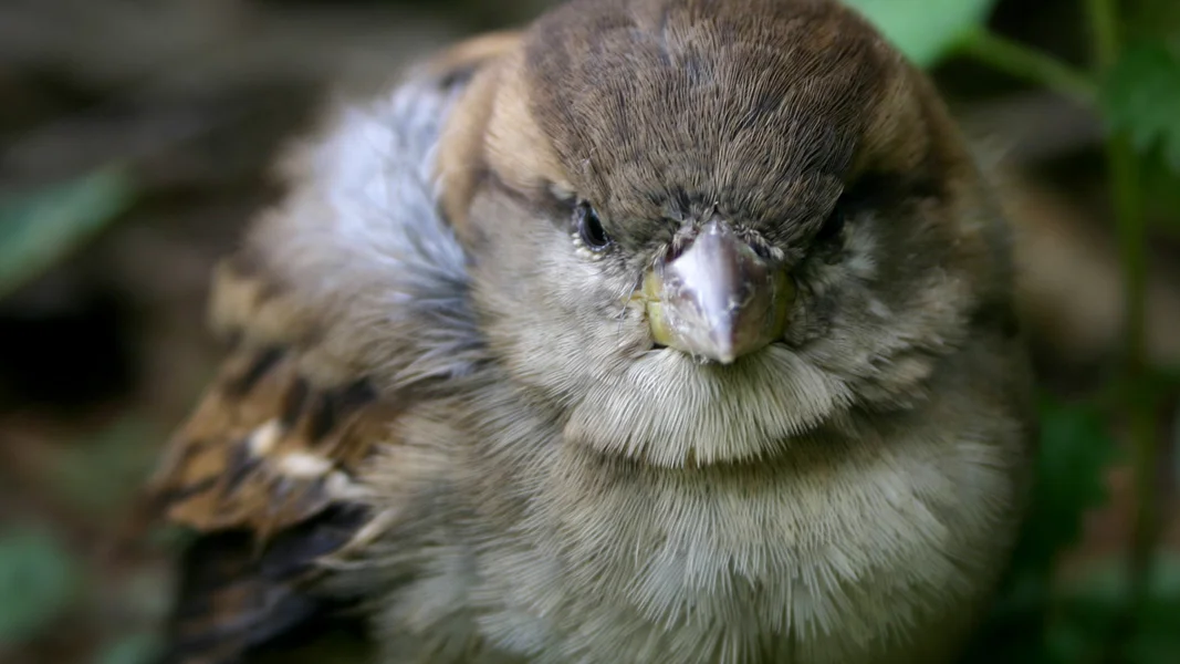 BIRD_HIDING2.jpg
