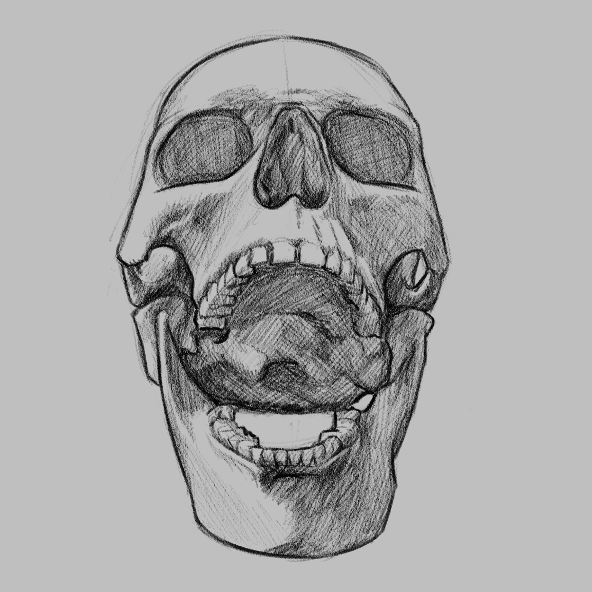 Skull Study 1
