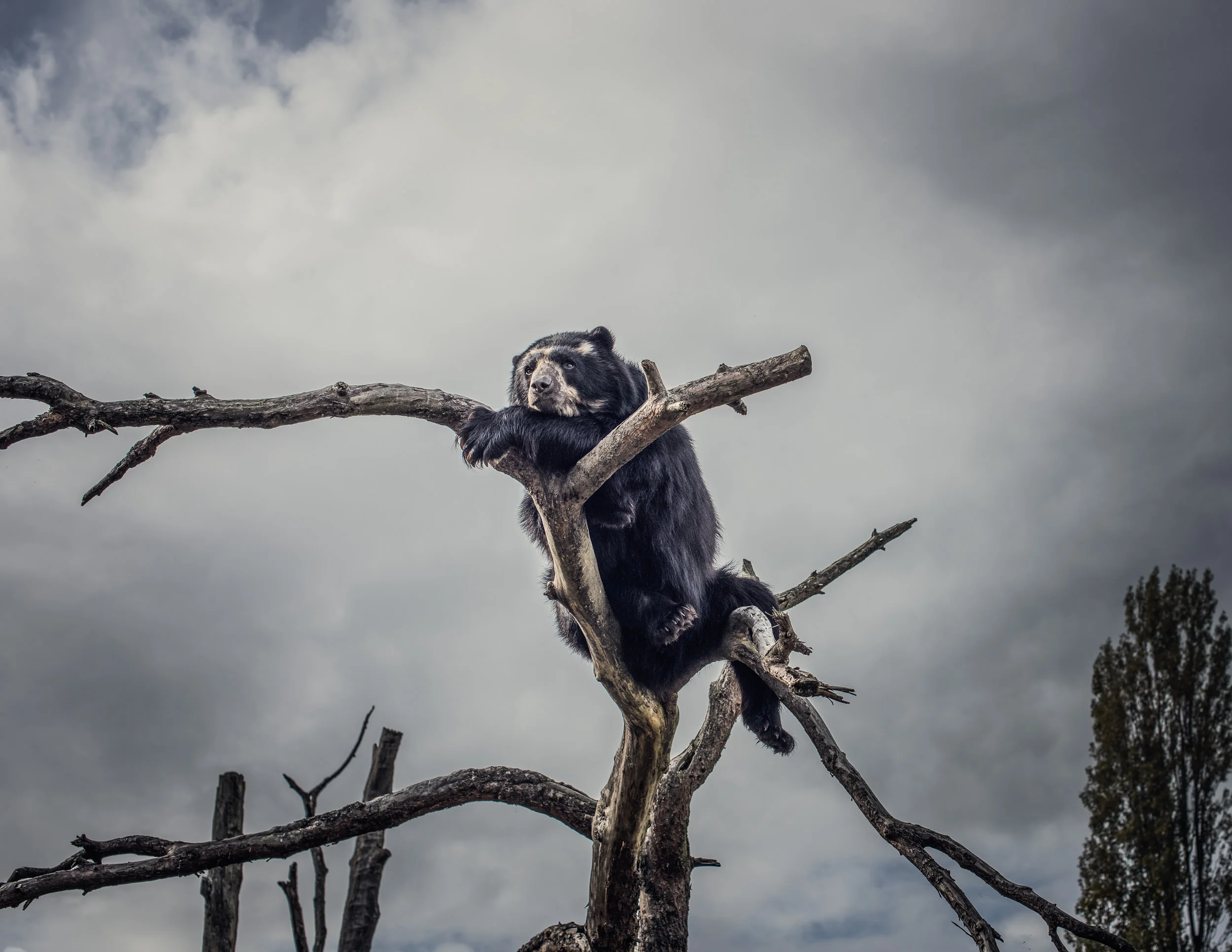 _DSC5044 Andean Bear.jpg