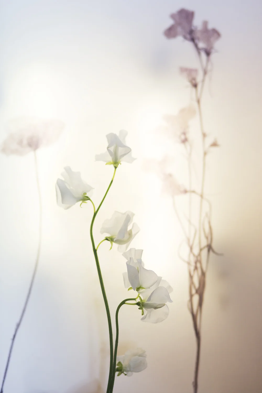 Flowers on flowers