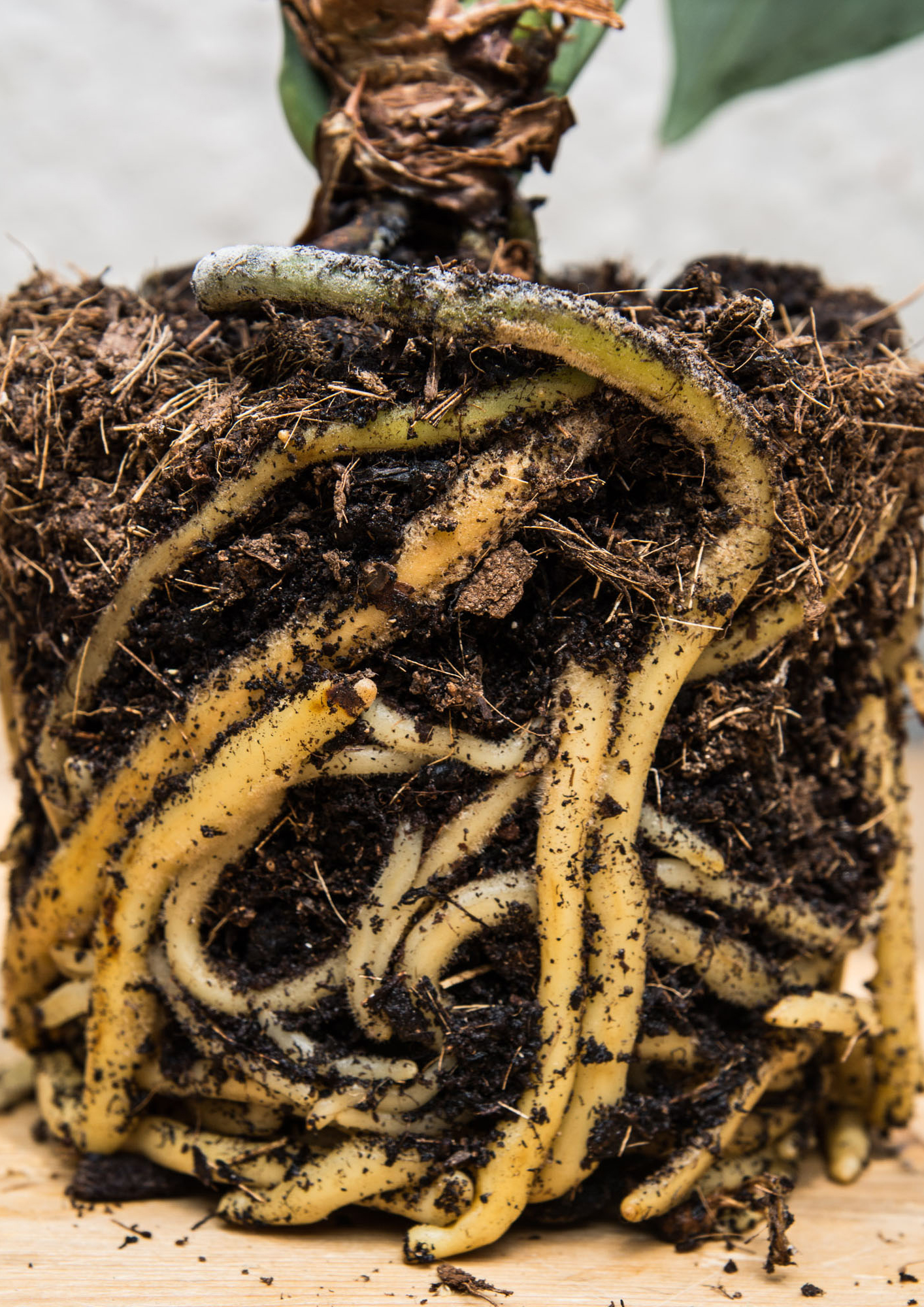 Plant: eigen 